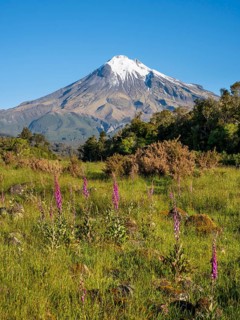 Mount Taranaki, in the foreground blooming foxglove (Digitalis purpurea) Egmont National Park,