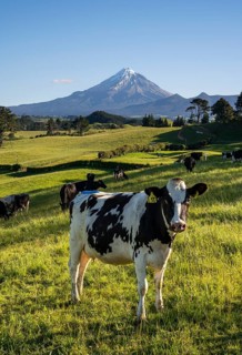 A herd of cattle in a pasture with Mount Taranaki in the background. Egmont National Park, Taranaki
