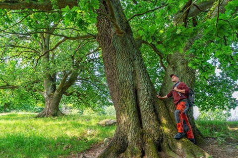 Hiker standing at an old oak (Quercus) in the nature reserve Hullerbusch, Carwitz, Feldberger