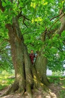 Hiker standing on an old oak (Quercus) in the nature reserve Hullerbusch, Carwitz, Feldberger
