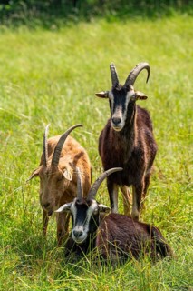 Domestic goats (Capra aegagrus) grazing in the Hullerbusch nature reserve, Carwitz, Feldberger
