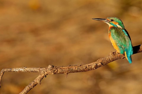 The plumage of the kingfisher (Alcedo atthis) shines even more impressively in the light of the
