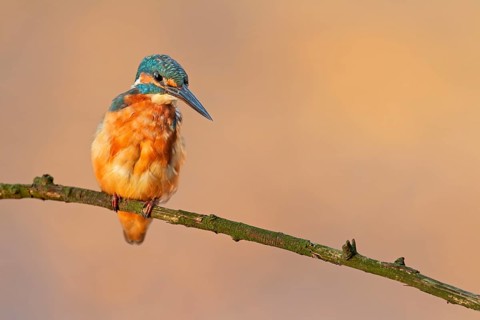 In a few seconds, the female kingfisher (Alcedo atthis) will plunge into the water and try to catch