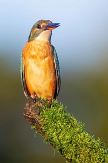 A female kingfisher (Alcedo atthis) using a moss-covered branch as a perch, Germany
