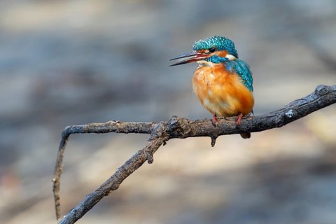 A female kingfisher (Alcedo atthis) sits calling on a perch, Germany