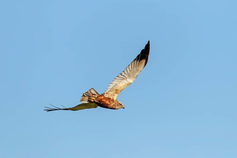 At the last moment, the male marsh harrier (Circus aeruginosus) spotted me and looked briefly in my