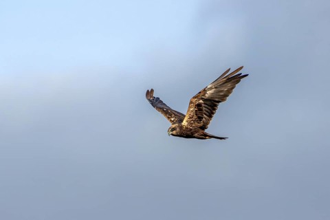 A female marsh harrier (Circus aeruginosus) foraging over a reed belt, hunting, Denmark