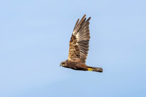 The female marsh harrier (Circus aeruginosus) looks over to me as she flies past, hunting, Denmark