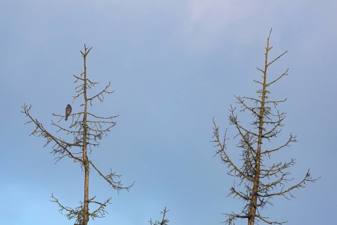 A male sparrowhawk (Accipiter nisus) sits in the crown of a dead spruce looking for possible prey,