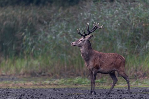 A young red deer (Cervus elaphus) in top physical condition appears on the bank of a pond, rutting