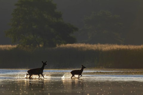 The stag calf clearly enjoys crossing the pond, while the red deer (Cervus elaphus) follows