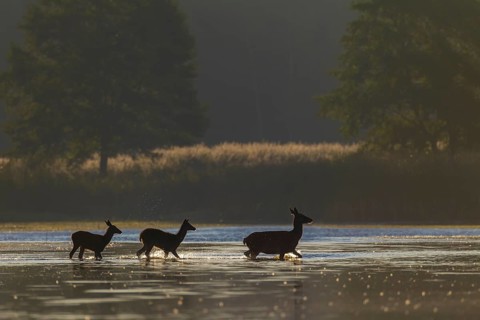 In the early morning a red deer (Cervus elaphus) with two calves crosses a pond, rutting season,