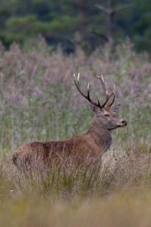 A few metres away from me, the red deer (Cervus elaphus) steps out of its daytime hiding place onto