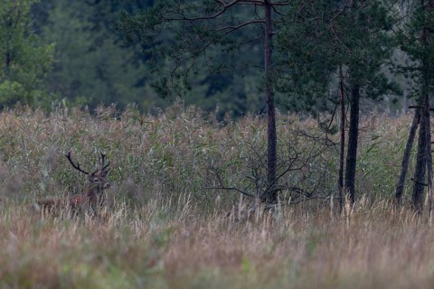 After a long wait, a red deer (Cervus elaphus) finally emerges from the reed belt, rutting season,