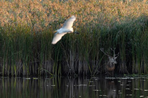 While the red deer (Cervus elaphus) is standing on the edge of the reed belt, a great white egret
