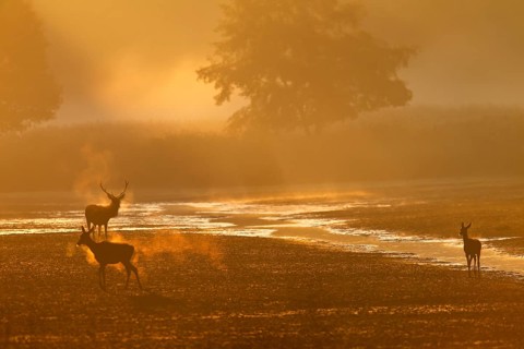 The red deer (Cervus elaphus) lets doe and calf pass, the breath is clearly visible in the