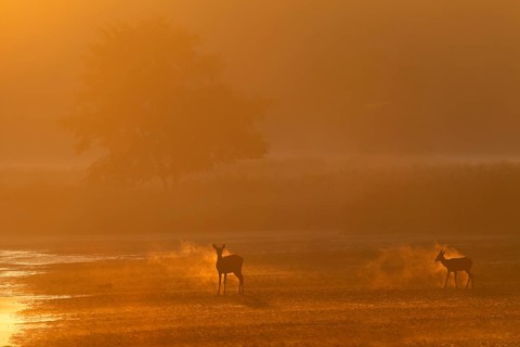 A red deer (Cervus elaphus) with calf changes from the reed belt and the breathing mist glows in