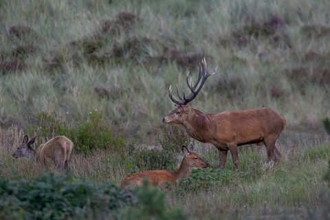 Red deer (Cervus elaphus) standing next to a resting red deer while the calf is grazing nearby,