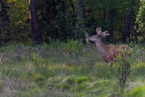 A red deer (Cervus elaphus) in velvet moulting the leaves of the late-flowering bird cherry (Prunus