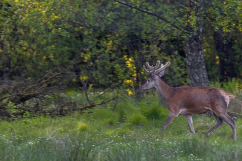 A red deer (Cervus elaphus) in its velvet coat, returning from a forest meadow to the forest after