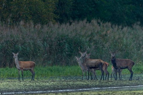 For a brief moment, the small herd of red deer (Cervus elaphus) pauses and secures, rutting season,
