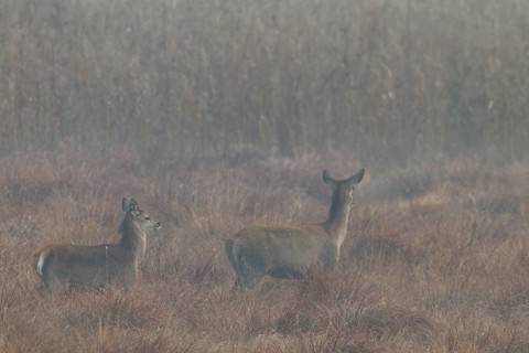 A red deer (Cervus elaphus) with calf walks attentively across a marshy meadow, morning mist,