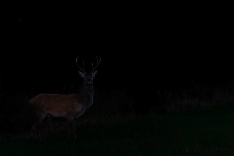 A red deer (Cervus elaphus) moves to a forest meadow in almost complete darkness, night, night