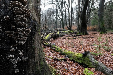 Butterfly Trametes (Trametes versicolor) on an old copper beech (Fagus sylvatica), Emsland, Lower