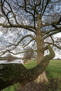 Schwarzerle an der Ems, Emsland, Lower Saxony, Germany