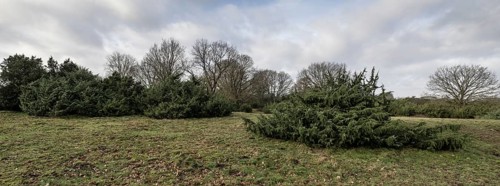 Juniper (Juniperus communis) and English oak (Quercus robur), Meppener Weide, Emsland, Lower