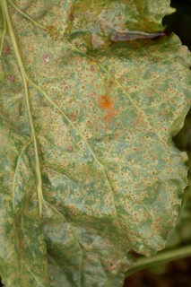 Sugar beet (Beta vulgaris) leaf with Rust (Uromyces betae) fungal plant pathogen disease, England,