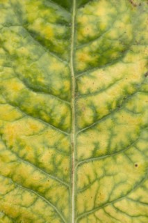 Sugar beet (Beta vulgaris) crop plant leaf in a farm field infected with virus yellows plant