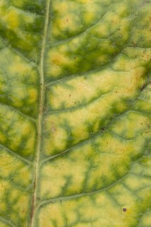 Sugar beet (Beta vulgaris) crop plants in a farm field infected with virus yellows plant pathogen,