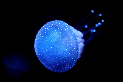 Bioluminescent Jellyfish Phyllorhiza punctata white-spotted jellyfish aka floating bell, Australian