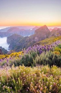 View from Pico do Arieiro of mountains over clouds with Pride of Madeira flowers and blooming