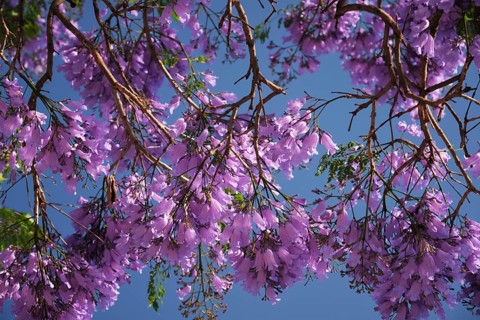 Vibrant jacaranda tree displays stunning purple blooms under a clear blue sky in Lisbon, capturing