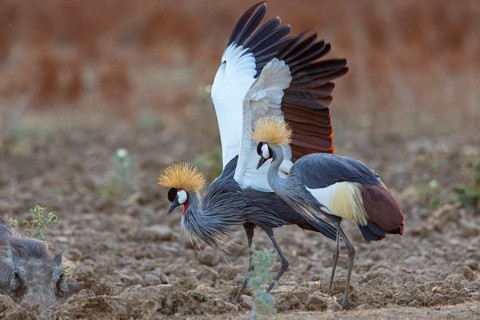 Crowned Crane (Balearica regulorum) and Worthog searching food South Luangwa NP Zambia August