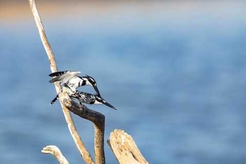 Pied Kingfisher (Ceryle rudis) mating Zambia August