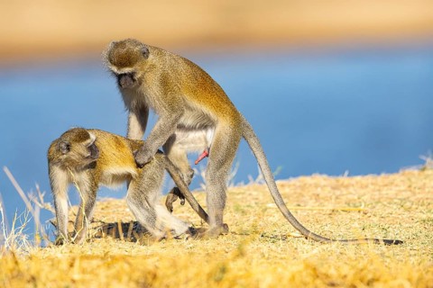 Vervet Monkey (Cercopithecus aethiops) mating South Luangwa NP Zambia August