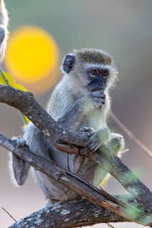 Vervet Monkey (Cercopithecus aethiops) South Luangwa NP Zambia August