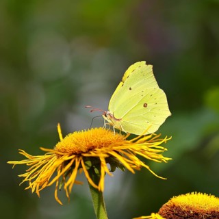 Lemon butterfly (Gonepteryx rhamny) on a yellow flower of a Great Telekie (Telekia speciosa),