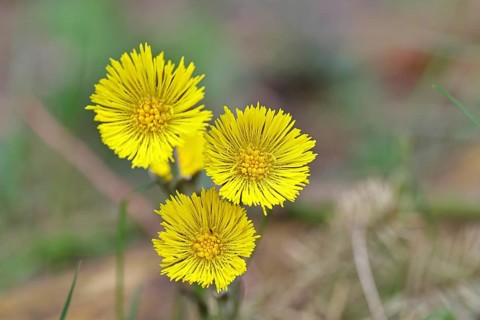 Coltsfoot (Tussilago farfara), close-up of a group of flowers by the wayside, spring, Wilnsdorf,