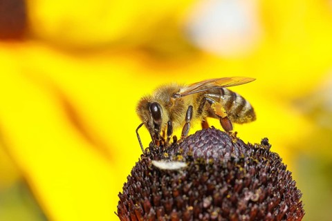 European honey bee (Apis mellifera), collecting nectar from a flower of the yellow coneflower