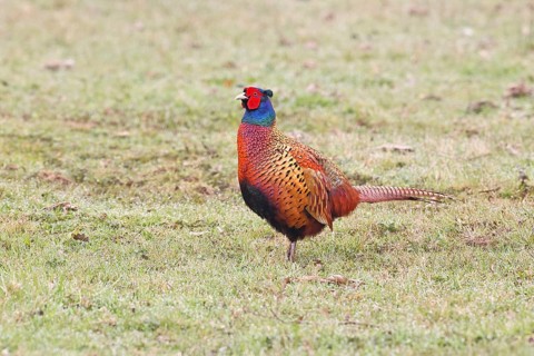 Pheasant, hunting pheasant (Phasianus colchicus), adult male bird in a meadow, wildlife, Lembruch,