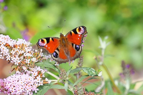 Peacock butterfly (Inachis io) sucking nectar on butterfly bush (Buddleja davidii), in a natural