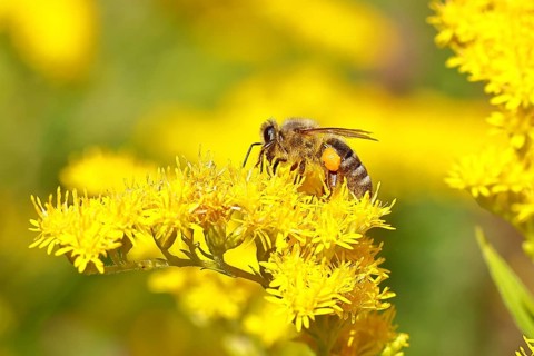 European honeybee (Apis mellifera), with pollen pellets, collecting nectar from a goldenrod