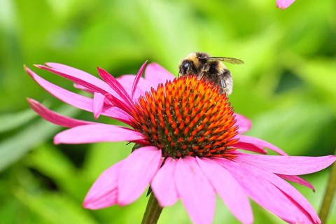 Earth bumblebee (Bombus terrestris), collecting pollen on a flower of the purple coneflower