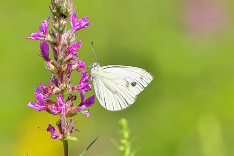 A Cabbage butterfly (Pieris brassicae) sucking nectar on the flower of the purple loosestrife