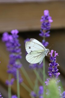 A Cabbage butterfly (Pieris brassicae) sucking nectar on the flower of true lavender (Lavandula