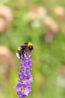Ground bumblebee (Bombus terrestris), on a lavender flower (Lavandula angustifolia), macro